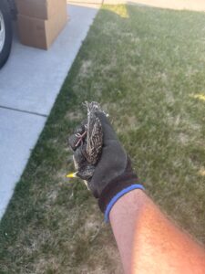 Wildlife Control Jerome